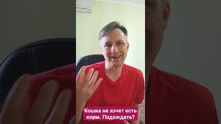 Кошка не хочет есть корм. Стоит ли подождать?