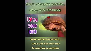 Sally the Turtle is a Flirt! #aquarium #turtle #cute #funnyanimals #iliketurtles #pets