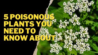 5 POISONOUS PLANTS YOU NEED TO KNOW ABOUT