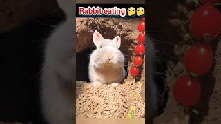 rabbit eating🤔🤔 #shorts #ytshorts #youtubeshorts #viral