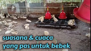 suasana kandang seperti ini bikin bebek cepat besar