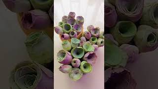 Satisfying Succulent Diy #2