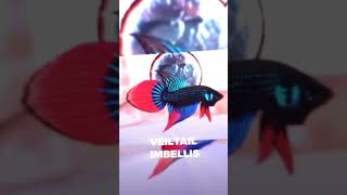 TOP 5 RARE WILD BETTA FISH