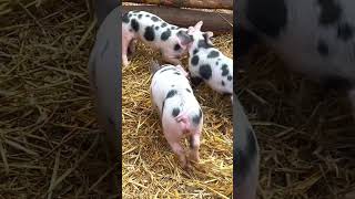 Piggy Playtime: Watch These Cute Pigs Having A Blast!