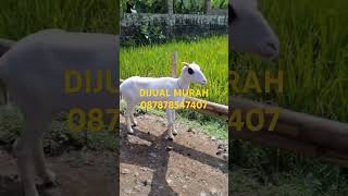 Dijual murah domba garut dantenan super