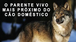 🐺LOBO CINZA O CANÍDEO VIVO MAIS SOFISTICADO DO PLANETA