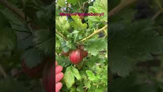 Massive Gooseberry #growyourown #shorts