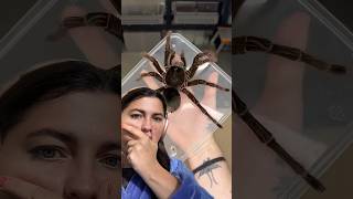 BOAH NÄÄÄÄ 🤮🥶 Video mit @Adrian Kozakiewicz #firstreaction #ASMR #spider