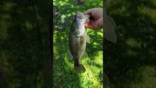 Got one to bite in the backyard lake #shorts