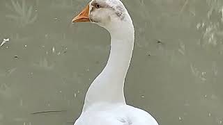 রাজ হংস 🦢