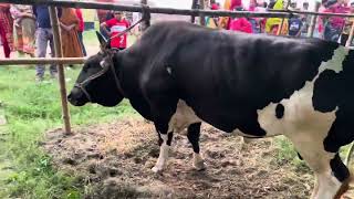 Biggest bull 🐄🐄🐄 estran housing gorur haat 2024