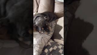 Olde English Bulldog puppy | Cooper Go's to Sleep Next to His Brother Telly