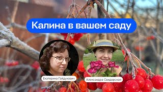 Калина в вашем саду  | Прямой эфир школы «Умный садовник»