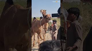 Camel attack هجوم الجمل الخطير|  فيديو قصير عن الجمل #shorts #shortsfeed #sorts شورت صحراوي