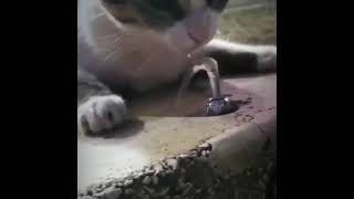 Giving water to a thirsty cat