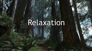 Nature Relaxation Film. Rainy forest.