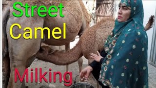 Street Camel Milking (part 2) II Girl Camel Milking by Hand ll VillageGirlsLife