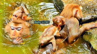 Pool Party..!! Monkey Luna brings Baby LUNO to swimming in the Pool Because it's hot today.