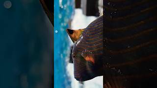 Release Ikan Triggerfish #shortvideo #shortsvideo