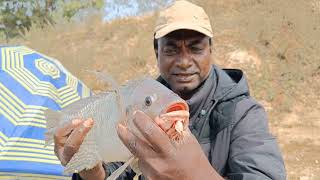 medpalli canals 🏞️/Hyderabad fishing 🎣/Golconda Fishing 🎣/ big pamplet 🐠 fishing/rohu fishing 🎣🎣....