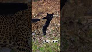 All eyes 👀 on you #trendingvideo #viralvideo #haridwar #cheela_forest #rajajinationalpark 🐯🦁🙉🐻🐨🦊🐮🦓🦄🐆