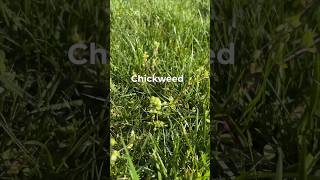 Tackling Chickweed With Surge Weed Control #shorts