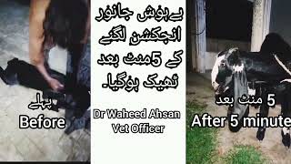 Animal recovered in 5 minutes - Dr Waheed Ahsan