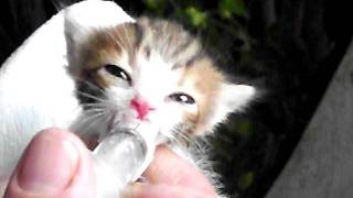 cute kitten eating