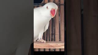 #foryou #parrot #lovebirds #viralvideo #birds #babyparrotកូនសេក #lovesigns #birdslover