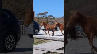 spunky wild horses and a "horse face"!