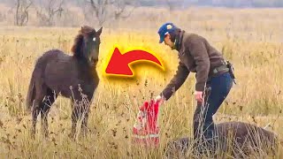 Rescued wild horse kisses its savior after being freed from chains