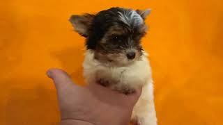 Biewer Yorkshire Terrier fenečka na prodej