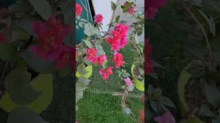 Flower pot arrangement at entrance of a shopping complex | Pink Bougainville flowers #decoration