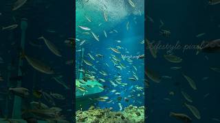 Exploring the Underwater Wonders of Sea World Abu Dhabi#viral #ytshorts #abudhabi #trending