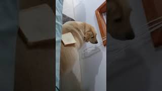 Dog vs Slice of Bread