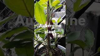 #Aubergine#plants#