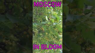 Moscow in Bloom