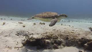 Diving in Cozumel, January 2024