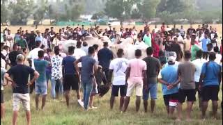 Bullfightgoa #bullfightgoa #BullFightMumbai #maharashtra ##mathur #viral #viralvideo #video #5050