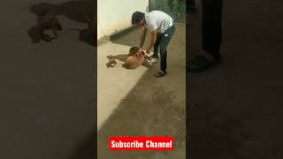 Playing with Dog 🐶🐕 #youtube #shortsfeed #viral #viralvideo #shorts