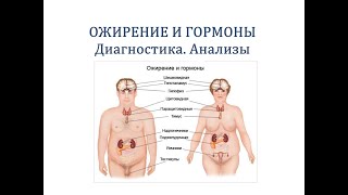 Виды и причины ожирения  Как гормоны влияют на набор веса. Какие анализы сдавать при лишнем весе