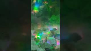 #aquariumfishfish #viralvideo #fishtank #fishing #fishaquarium