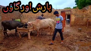 Village Barish Or Ghar K Kam - Buffalow Milking - Cow Milk Videos - Animals Video