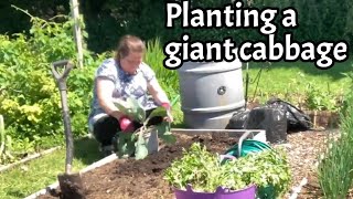 Planting a giant cabbage