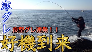 【三重県・錦磯】寒グレシーズンに最盛期突入！！爆釣エリアでついに潮を味方につけた。