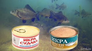 КАРАСЬ НА ИКРУ СУДАКА И ТРЕСКИ! Реакция рыбы Подводная съемка