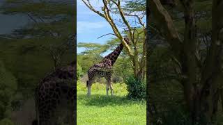 Make your dreams come true #animals #safari #kenya #shorts