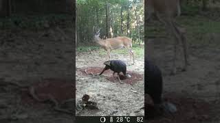 Turkey and Buck share on food plot #shorts #shortsfeed #wildlife #deer #turkey #mkyb