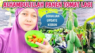 Alhamdulillah Panen Tomat Lagi Sekalian Lihat Kondisi Tanaman Di Halaman RumahKu