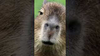 Capybara